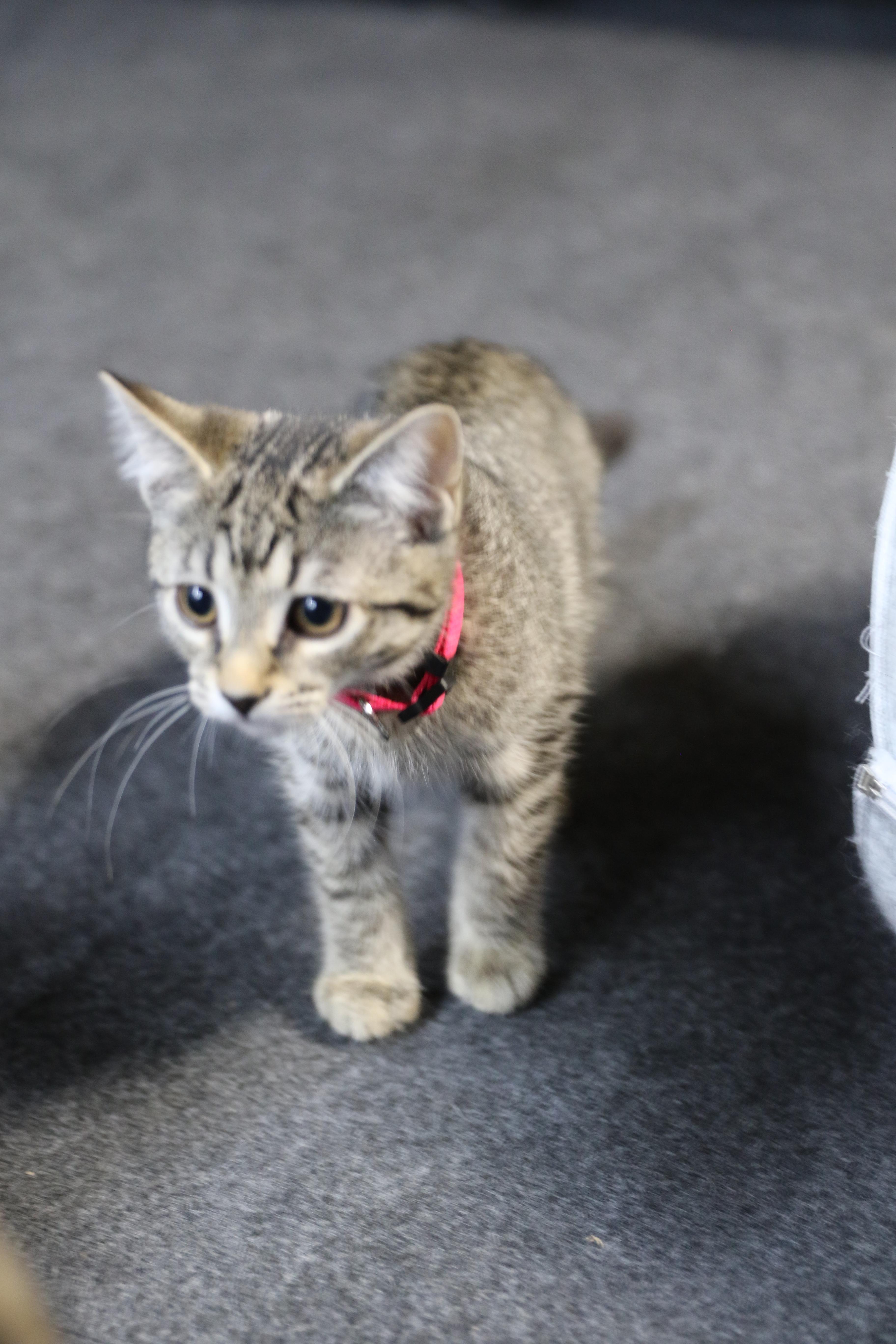 Arva, an adoptable Tabby in Cut Bank, MT, 59427 | Photo Image 2