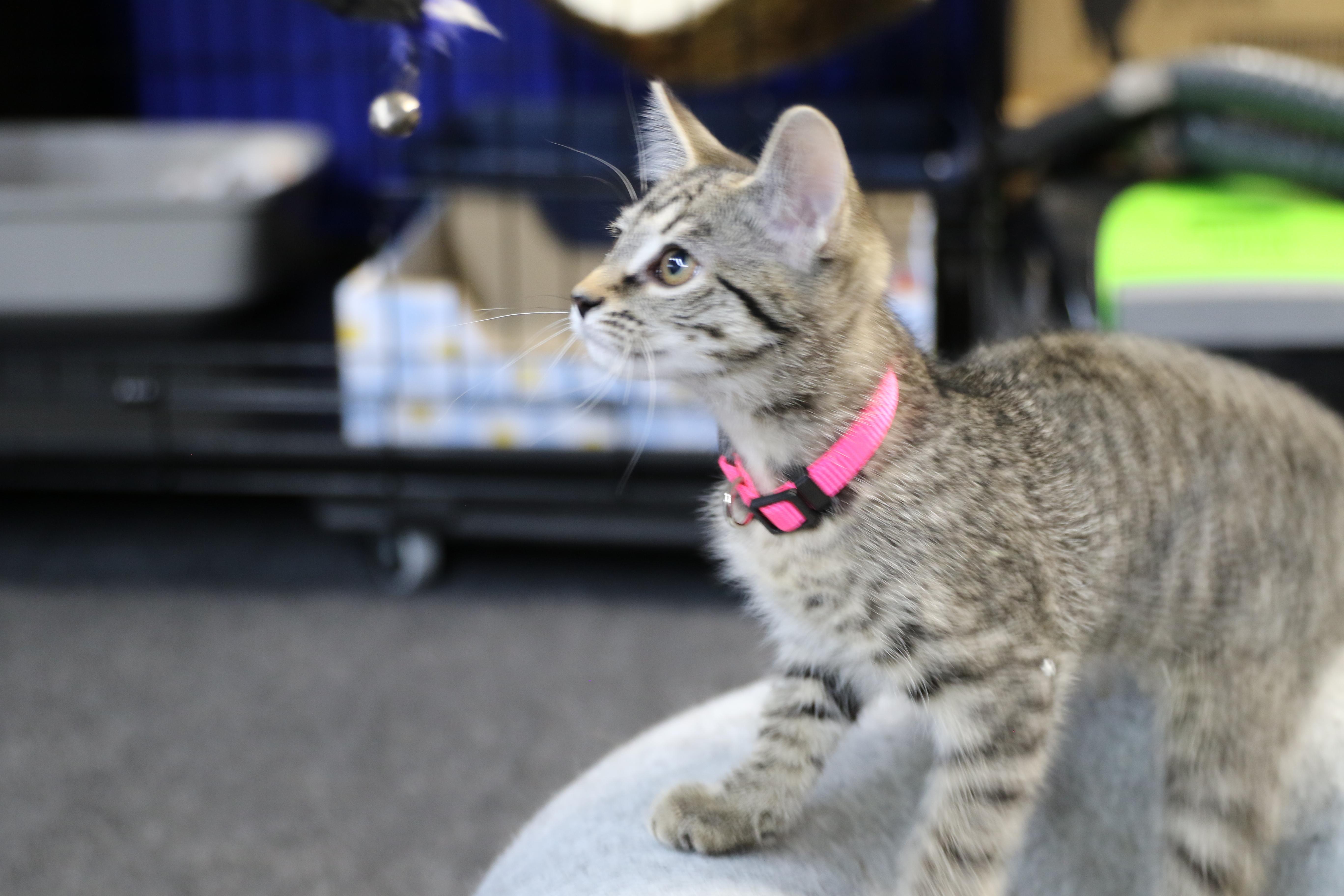 Arva, an adoptable Tabby in Cut Bank, MT, 59427 | Photo Image 5