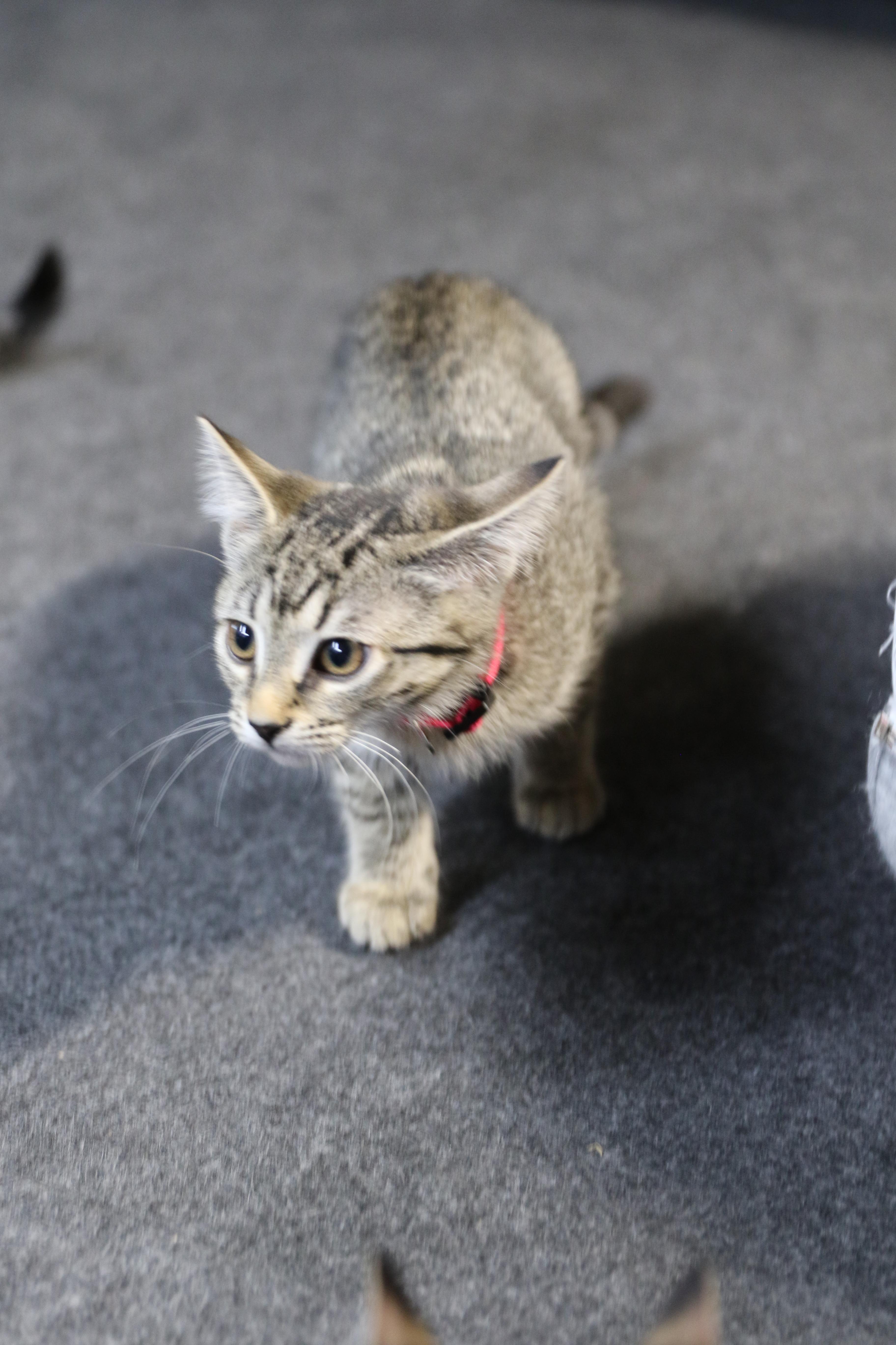 Arva, an adoptable Tabby in Cut Bank, MT, 59427 | Photo Image 4