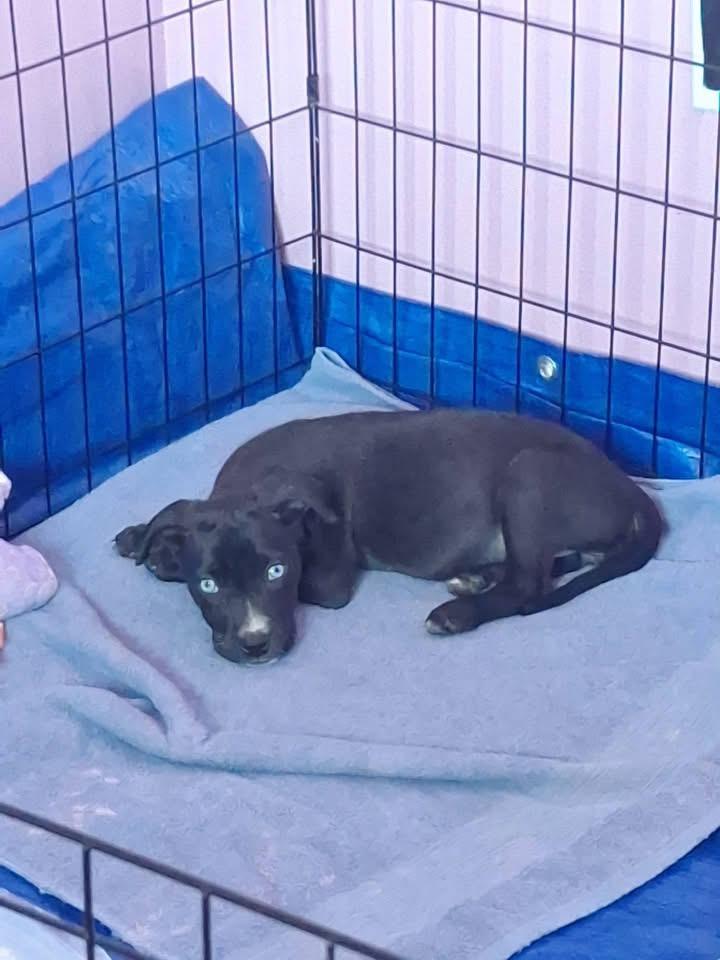 Bella, Adoptable, Puppy Female Terrier.