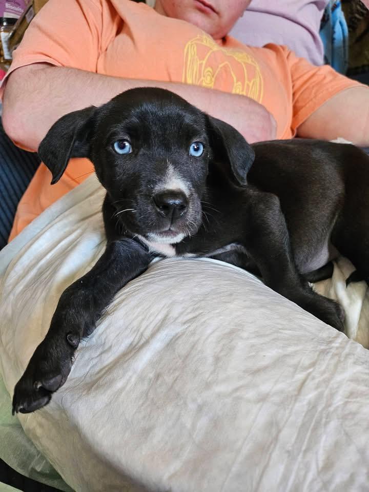 Enlarge Bella, a Adoptable mixed breed in Berlin, NJ image 2/3