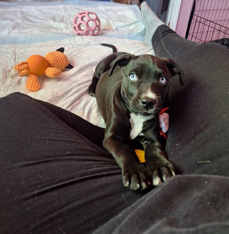 Enlarge Bella, a Adoptable mixed breed in Berlin, NJ image 1/3