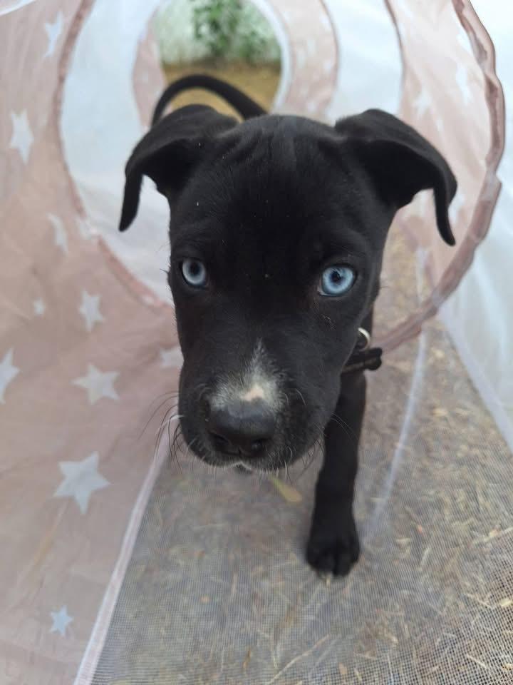 Enlarge Bella, a Adoptable mixed breed in Berlin, NJ image 2/3