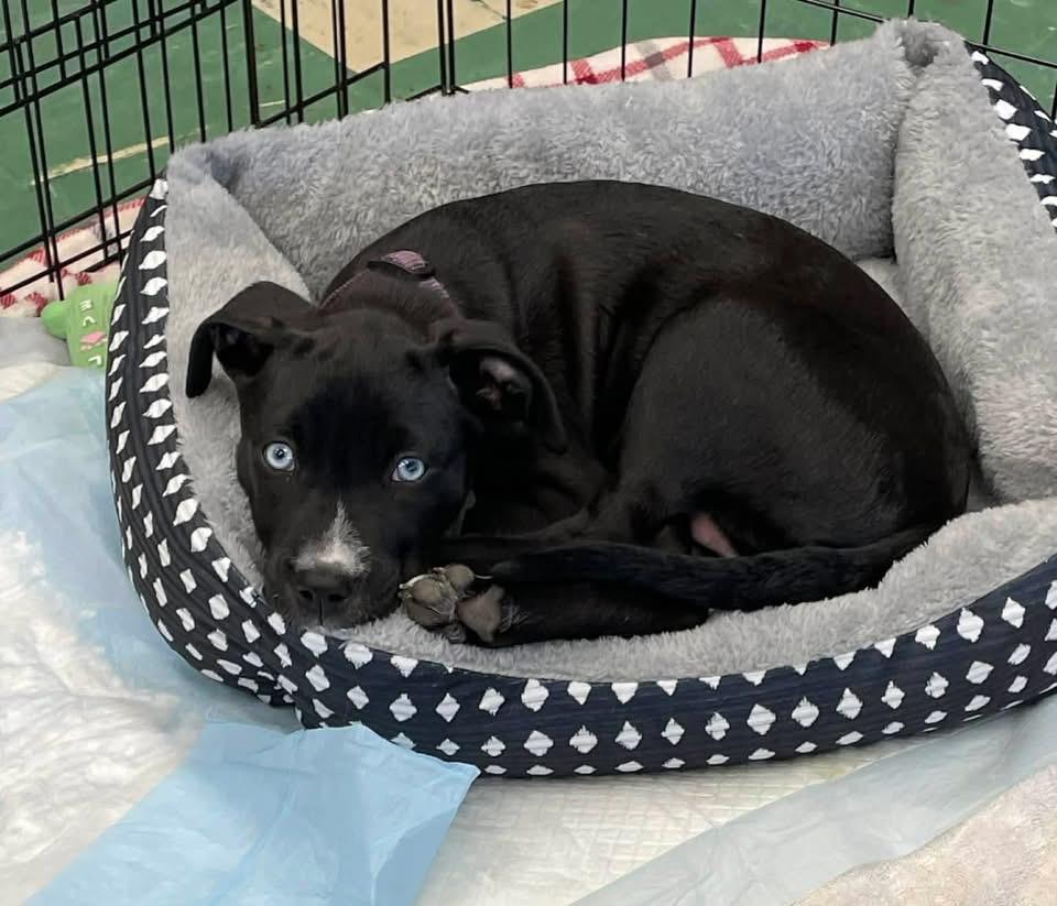 Enlarge Bella, a Adoptable mixed breed in Berlin, NJ image 3/3