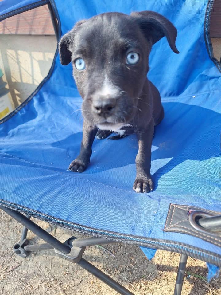 Enlarge Bella, a Adoptable mixed breed in Berlin, NJ image 3/3