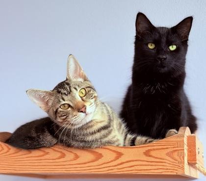 Dapper, Adoptable, Kitten Male Domestic Short Hair & Domestic Short Hair.