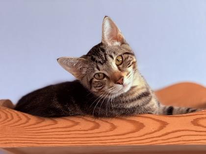 Dapper, a Adoptable Domestic Short Hair in Port Saint Joe, FL image 3/3