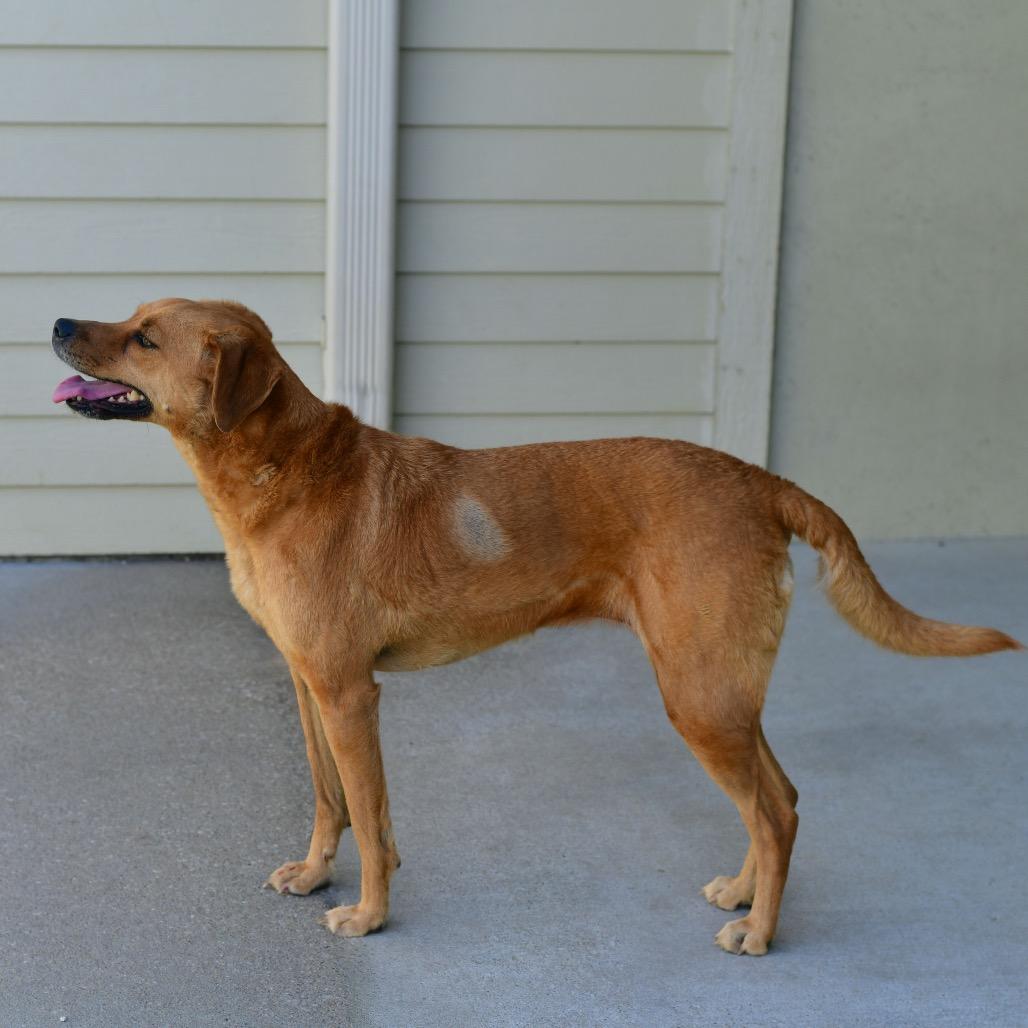 Lucy, Adoptable, Adult Female Mixed Breed.