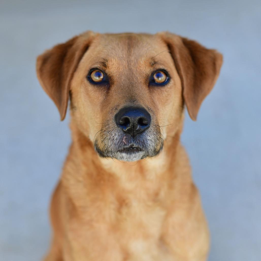 Enlarge Lucy, a Adoptable Mixed Breed in Ottawa, KS image 2/2