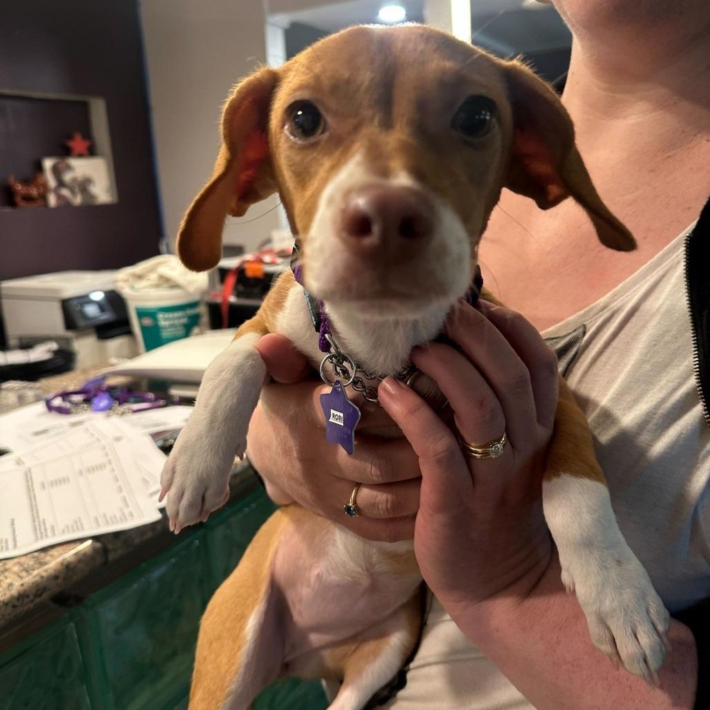 Rori, Adoptable, Puppy Female Mixed Breed.