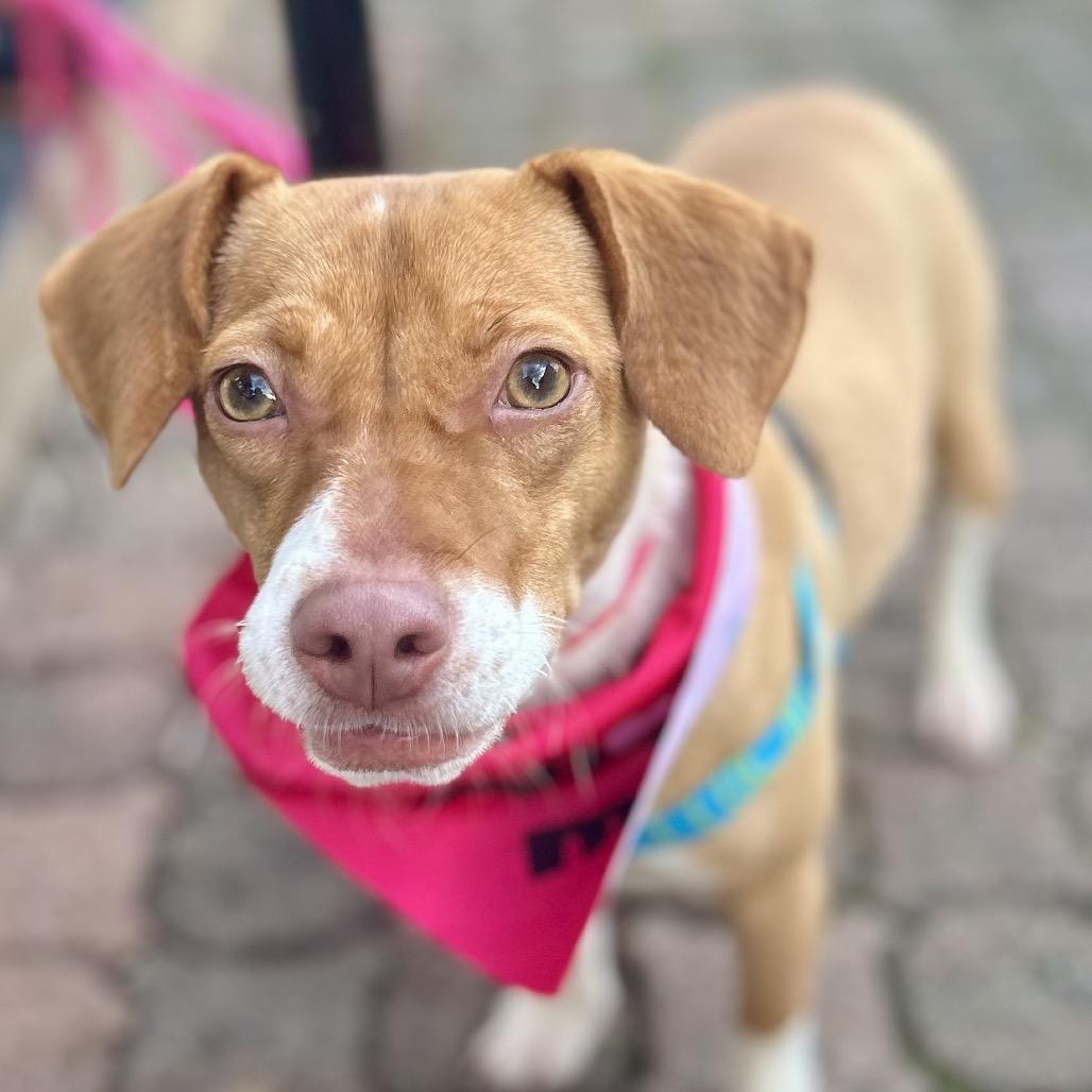 Rori, Adoptable, Young Female Mixed Breed.