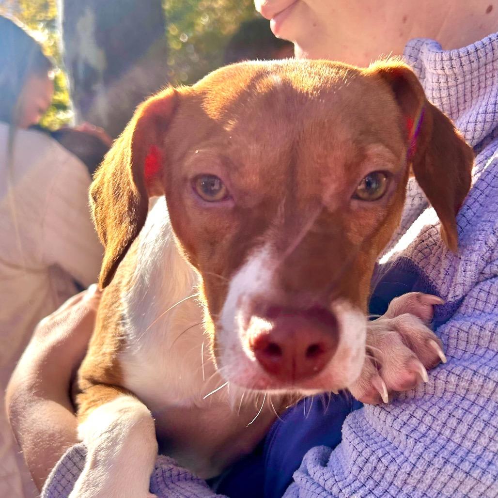 Rori, a Adoptable Mixed Breed in San Francisco, CA image 2/3