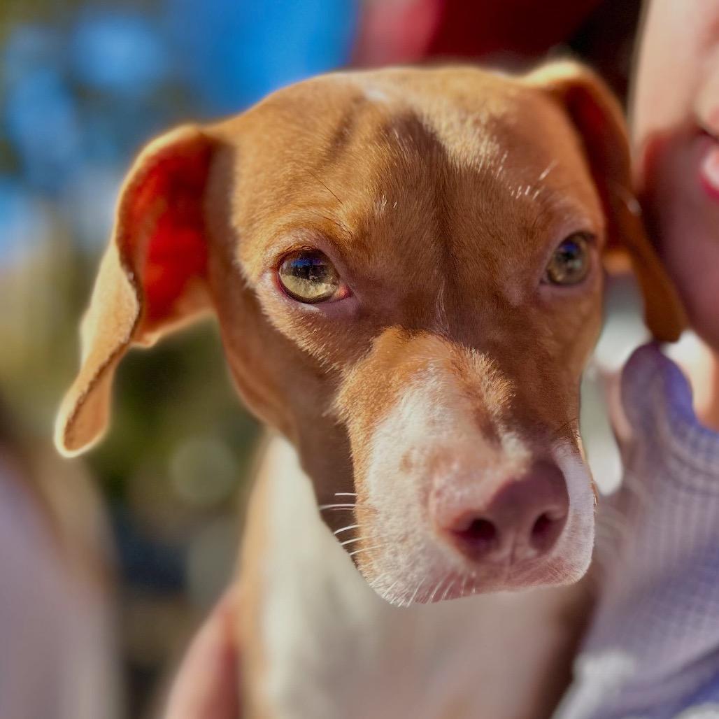 Rori, a Adoptable Mixed Breed in San Francisco, CA image 3/3