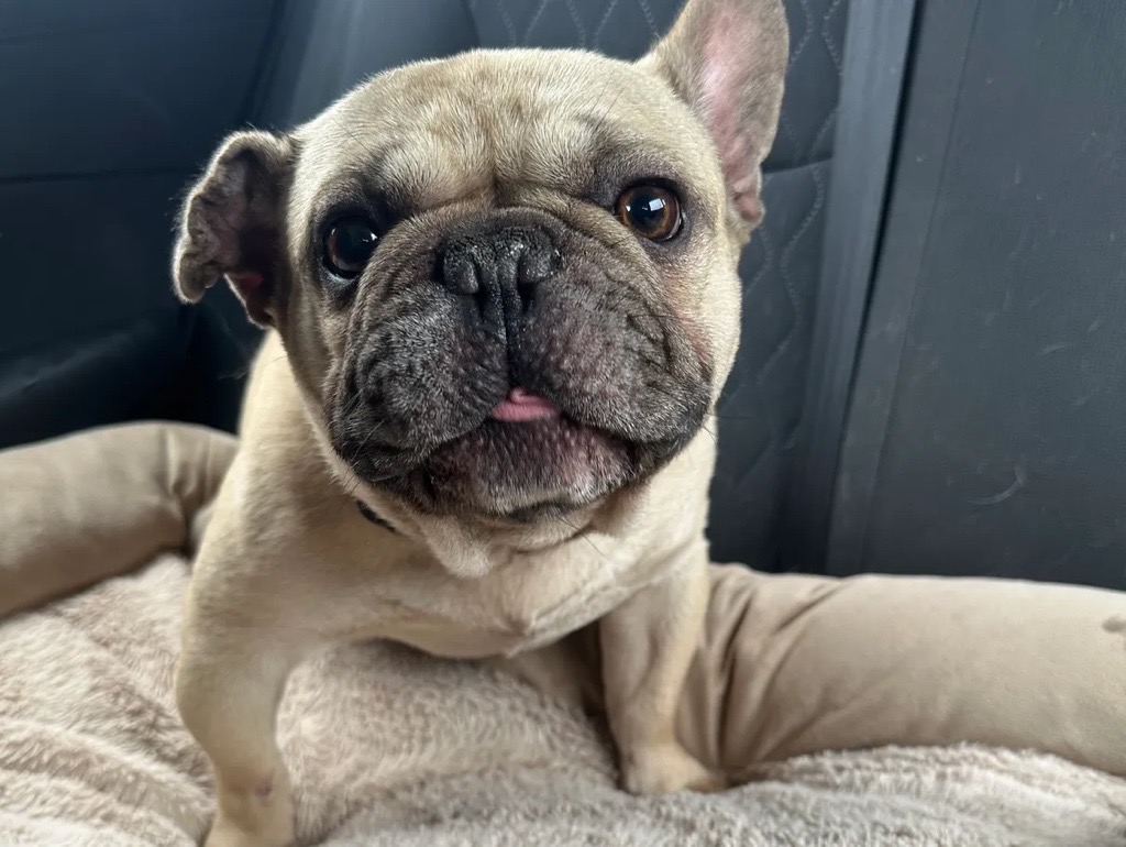 Slugger, Adopted, Young Male French Bulldog.