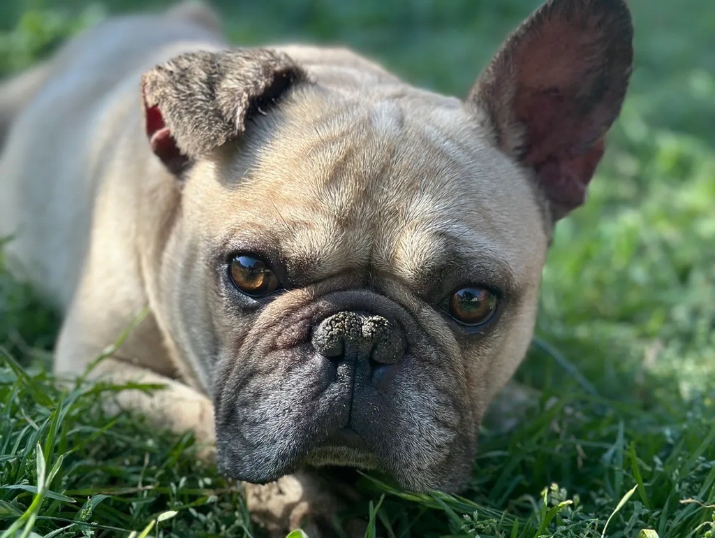 Enlarge Slugger, a Adopted French Bulldog in Garland, TX image 2/5