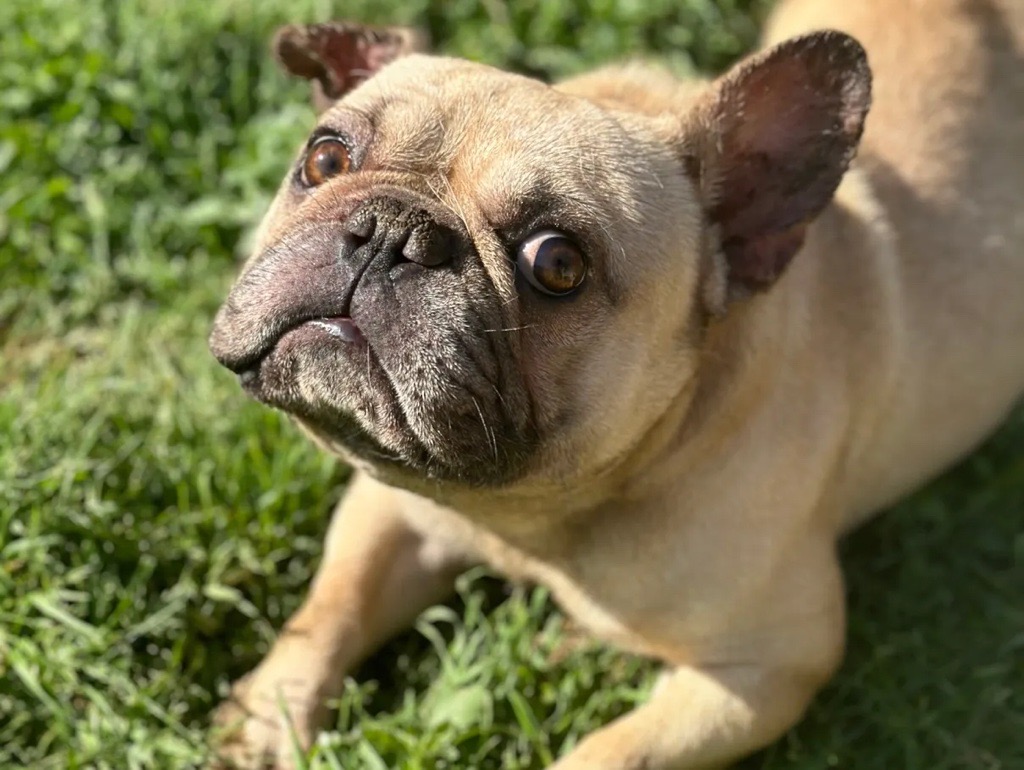 Enlarge Slugger, a Adopted French Bulldog in Garland, TX image 3/5