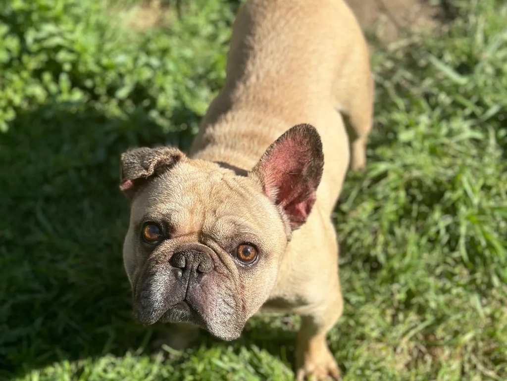 Enlarge Slugger, a Adopted French Bulldog in Garland, TX image 4/5