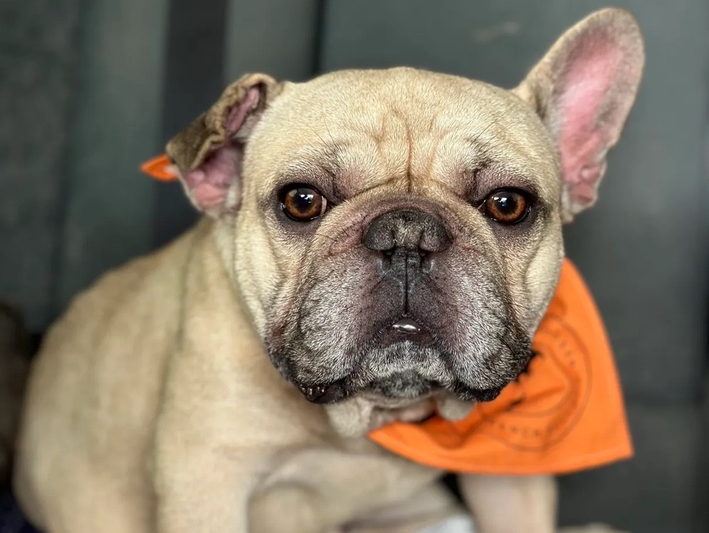 Enlarge Slugger, a Adopted French Bulldog in Garland, TX image 5/5