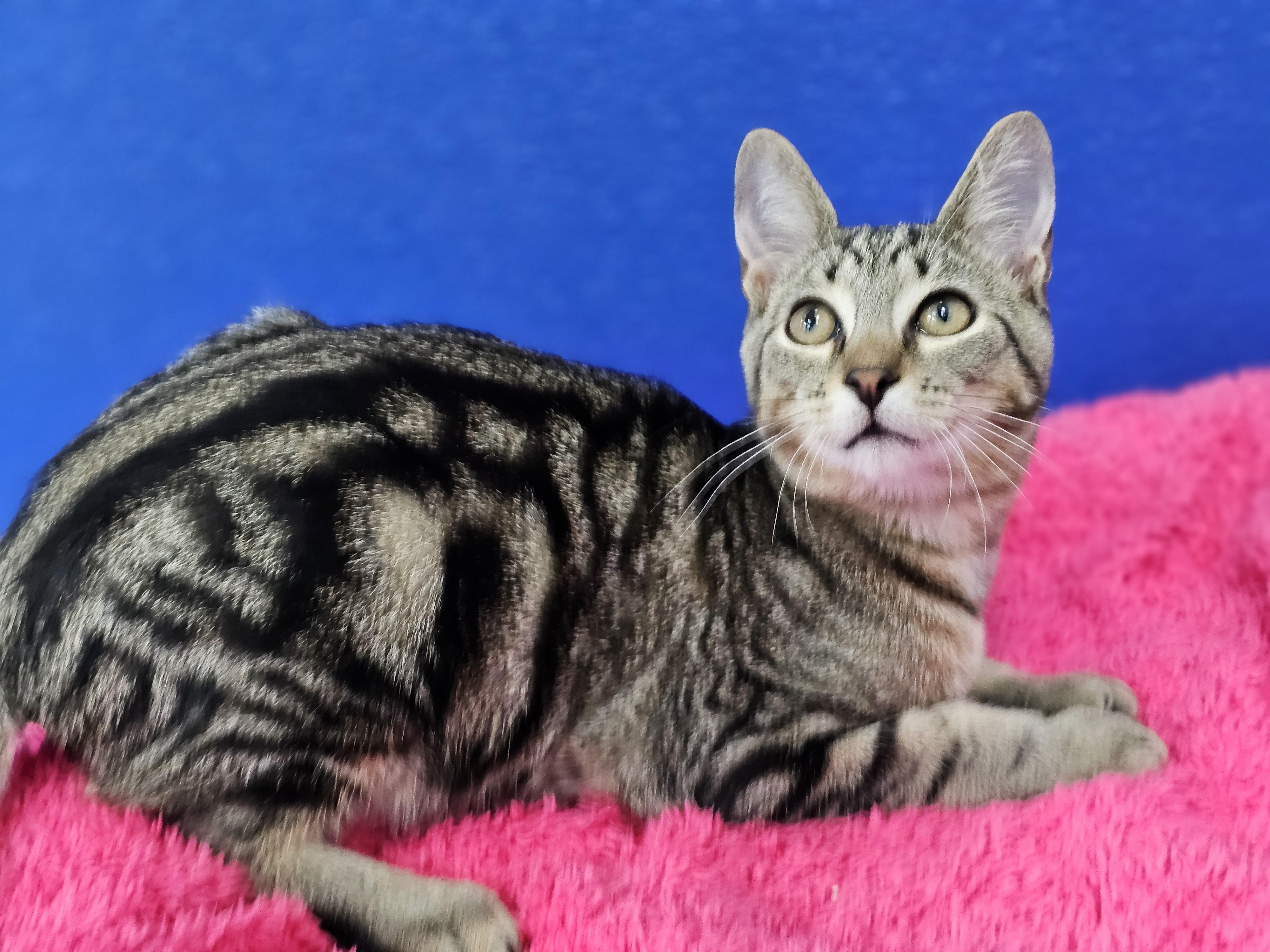 Enlarge Riley, a Adoptable Domestic Short Hair in Dunkirk, NY image 1/5