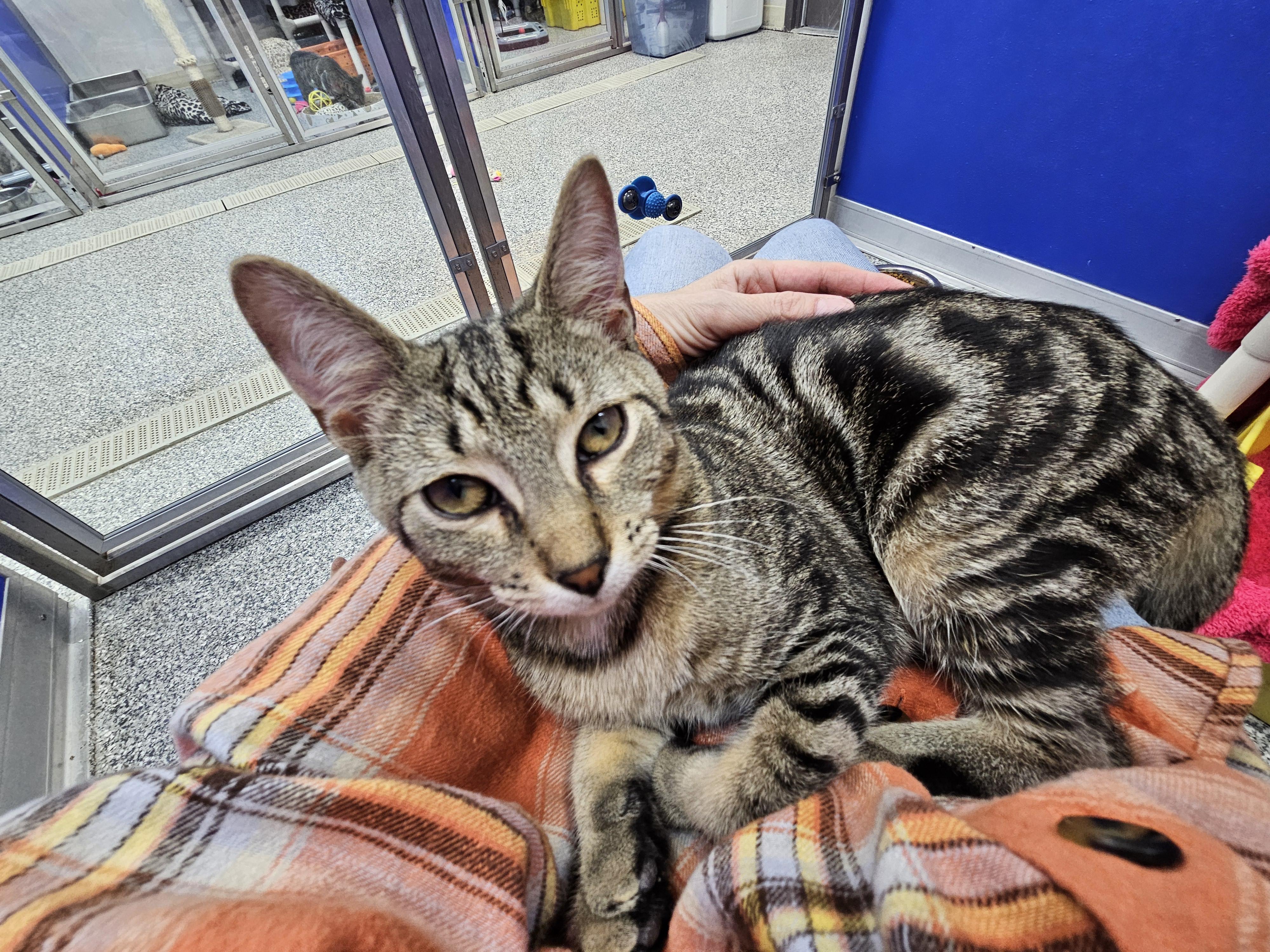 Enlarge Riley, a Adoptable Domestic Short Hair in Dunkirk, NY image 2/5