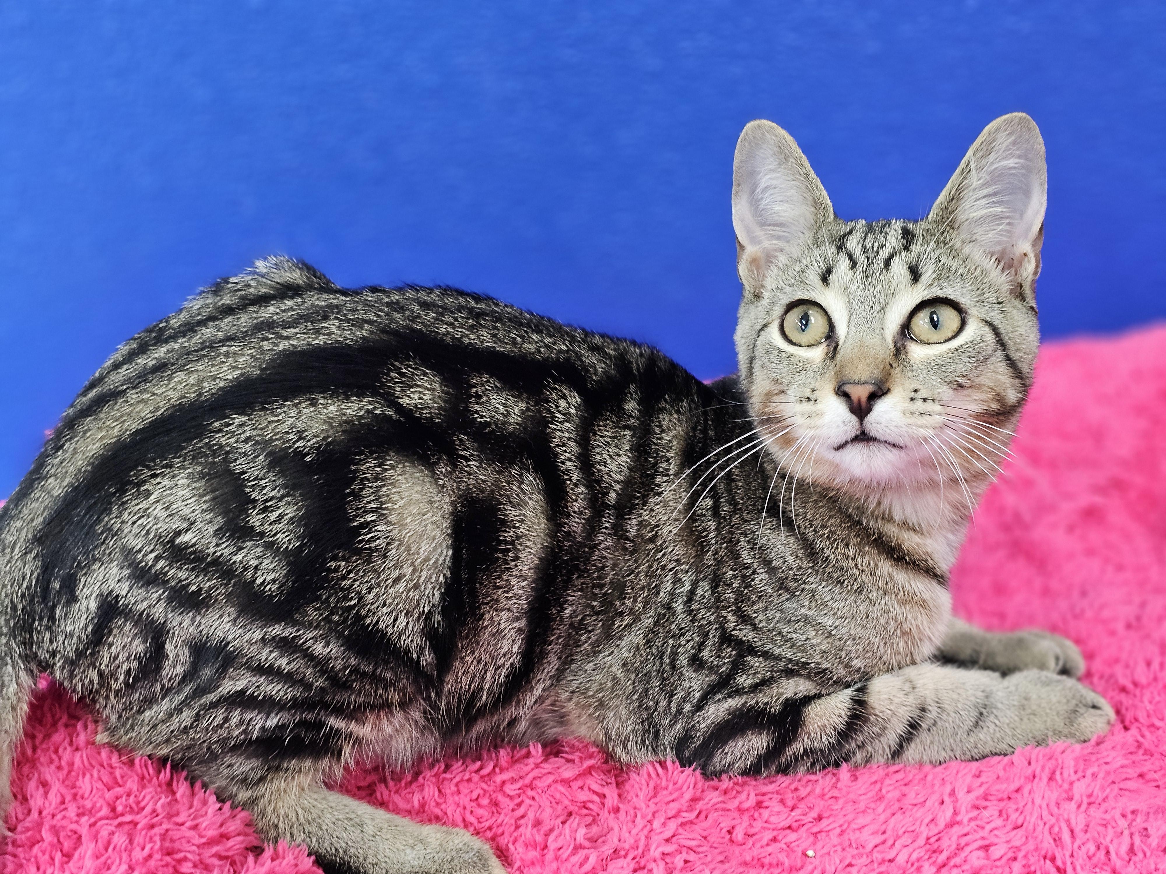 Enlarge Riley, a Adoptable Domestic Short Hair in Dunkirk, NY image 4/5