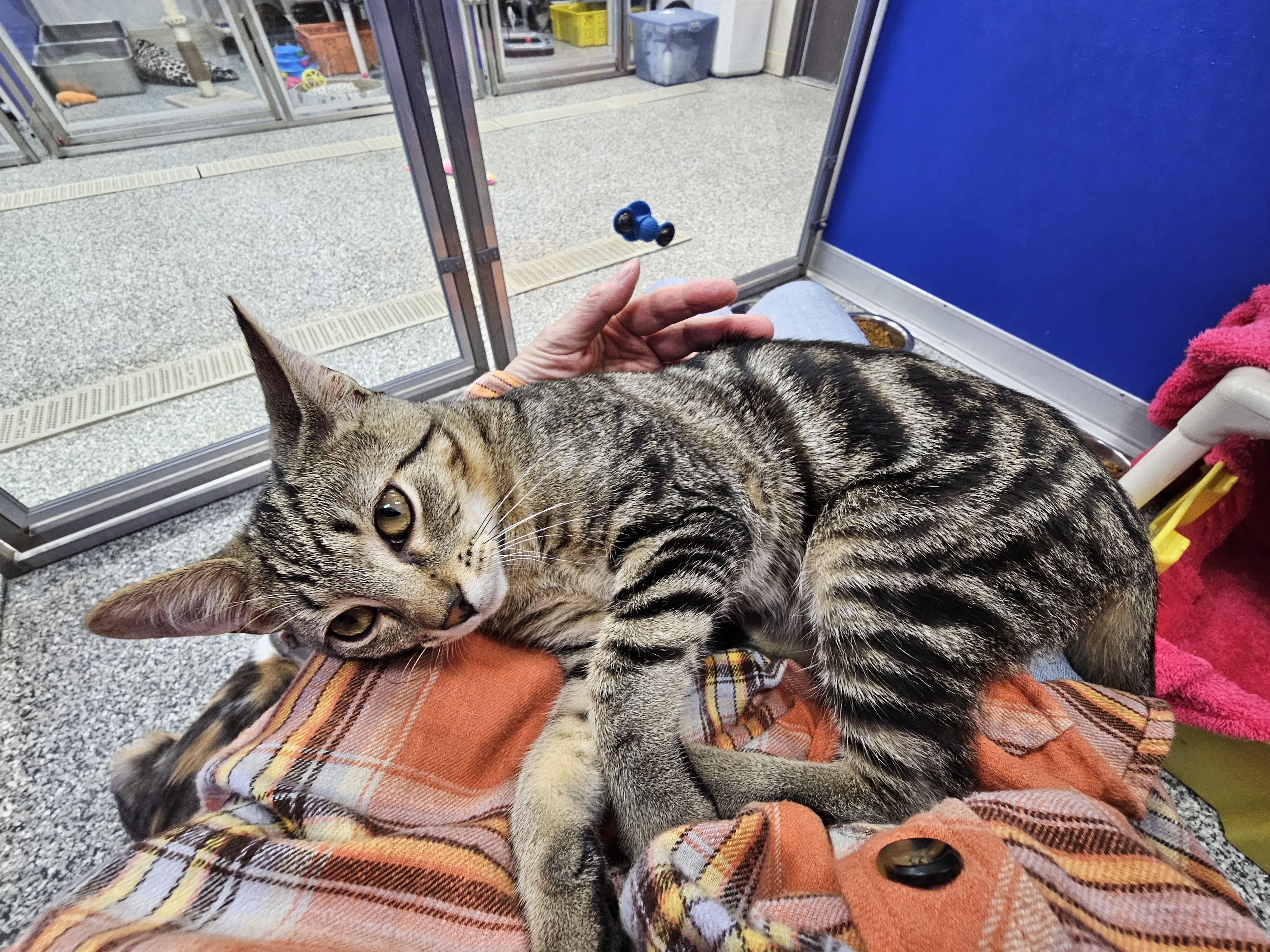 Enlarge Riley, a Adoptable Domestic Short Hair in Dunkirk, NY image 5/5