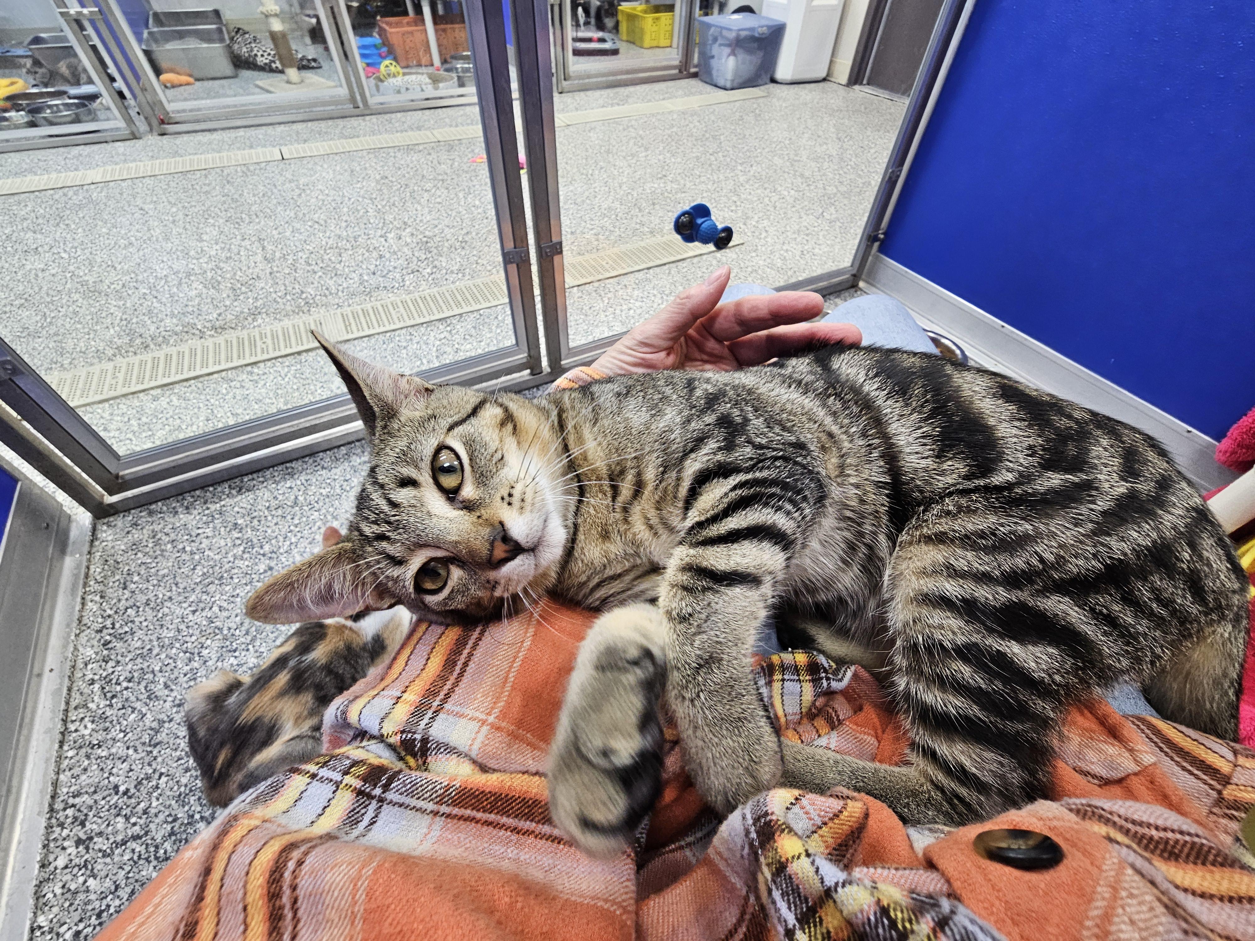 Enlarge Riley, a Adoptable Domestic Short Hair in Dunkirk, NY image 3/5