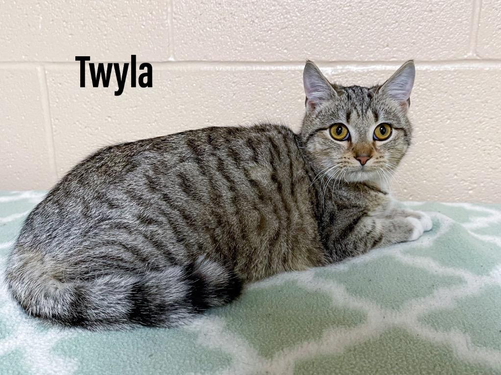 Twyla, Adoptable, Young Female Domestic Short Hair.