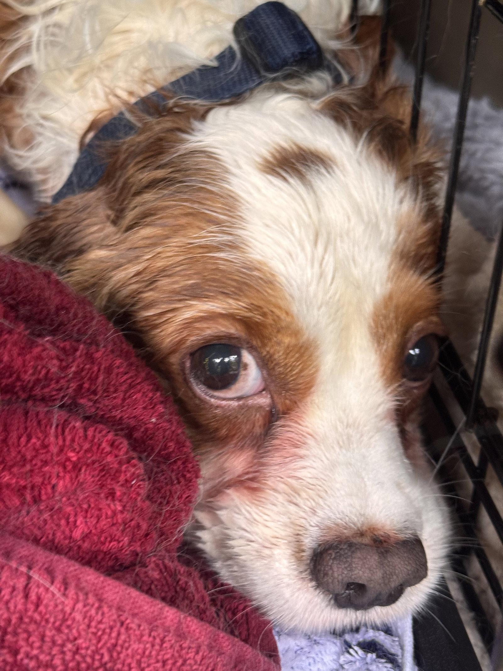 Milos, Adoptable, Adult Male Cavalier King Charles Spaniel.