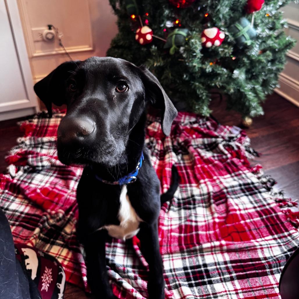 Enlarge Odin, a ADOPTABLE Great Dane in Chicago, IL image 1/4