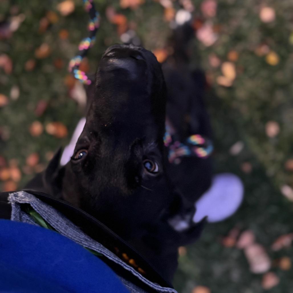 Enlarge Odin, a ADOPTABLE Great Dane in Chicago, IL image 4/4