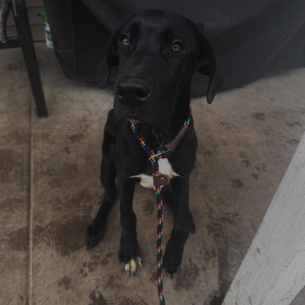 Enlarge Odin, a ADOPTABLE Great Dane in Chicago, IL image 2/4