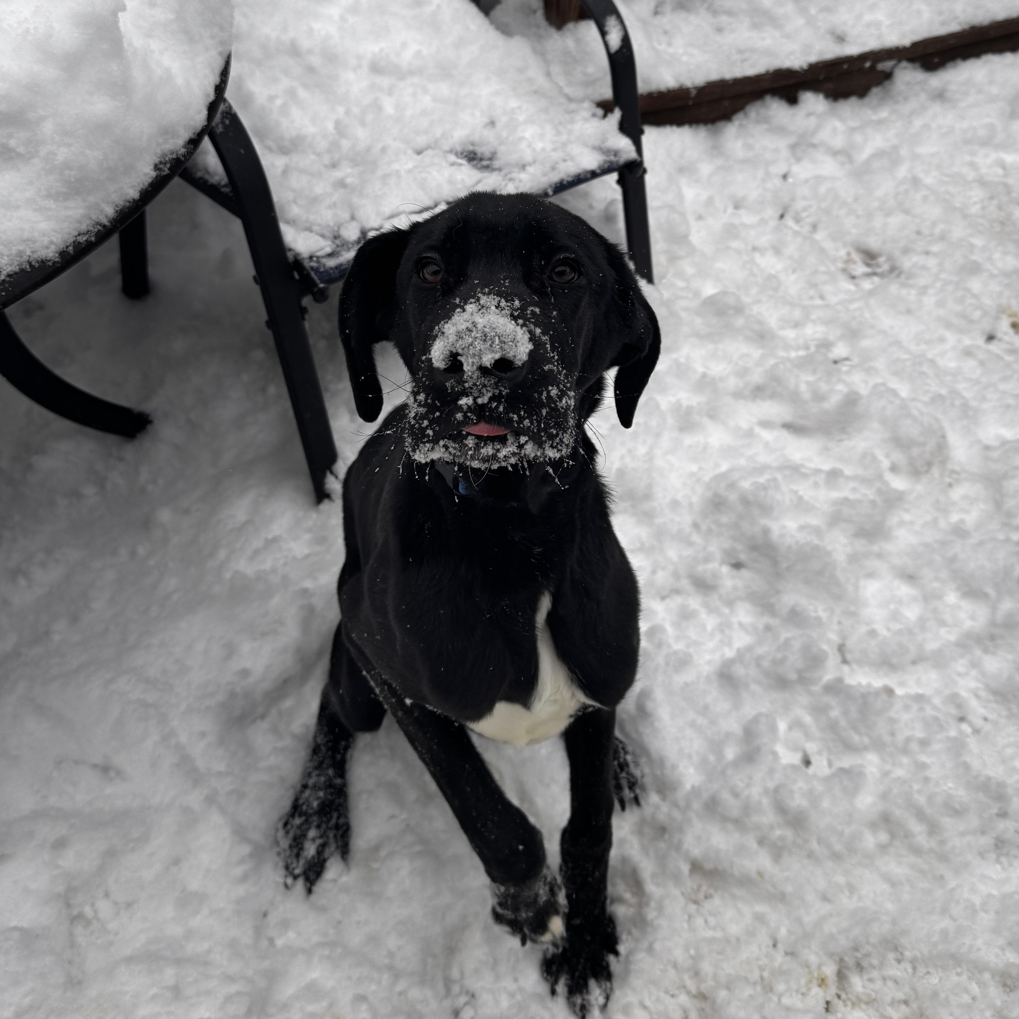 Enlarge Odin, a ADOPTABLE Great Dane in Chicago, IL image 1/5