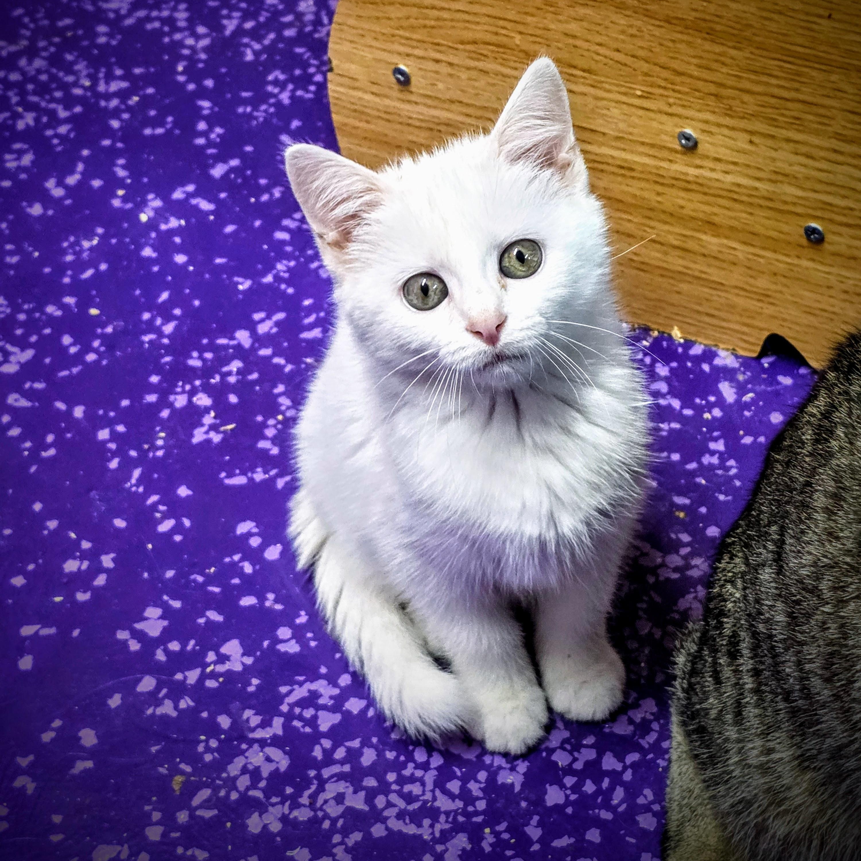 Enlarge Athena, a Adopted Domestic Medium Hair in Greensburg, PA image 2/4