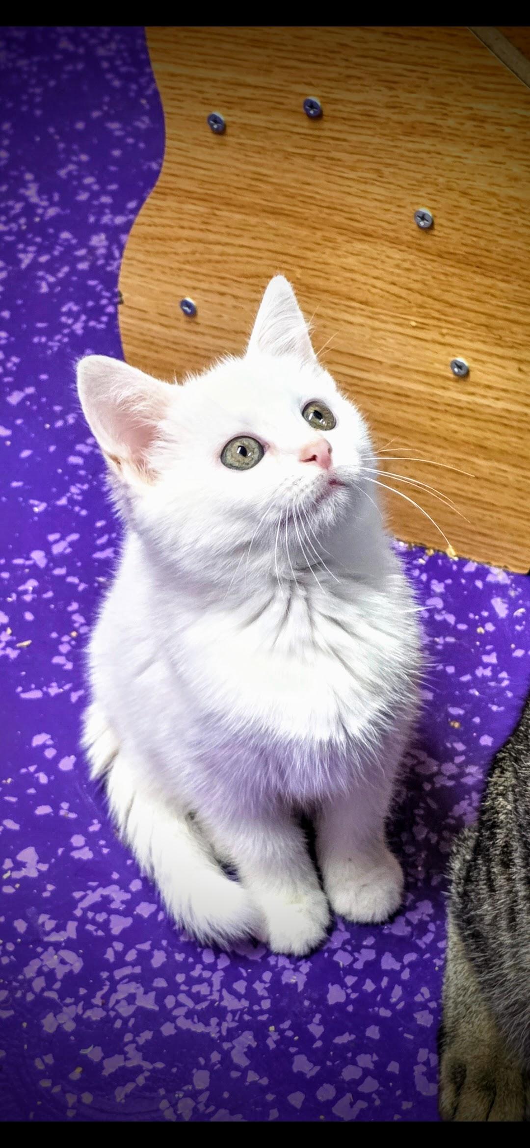Enlarge Athena, a Adopted Domestic Medium Hair in Greensburg, PA image 3/4