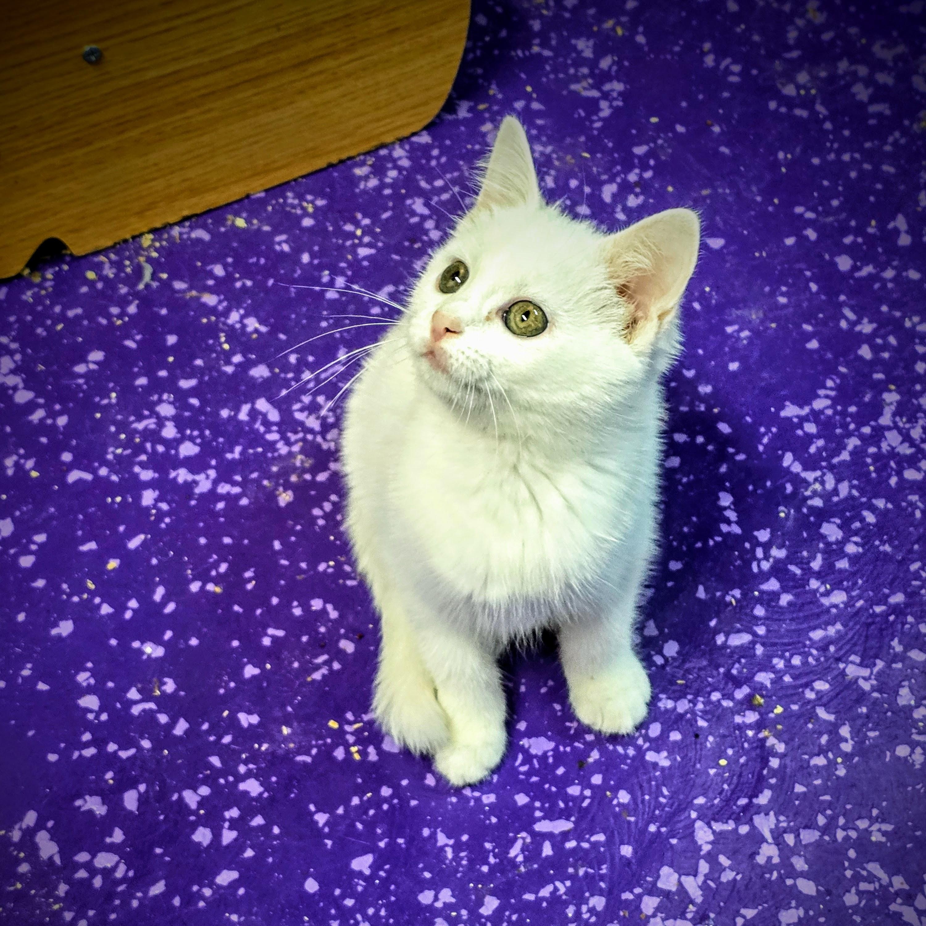 Athena, Adopted, Kitten Female Domestic Medium Hair.
