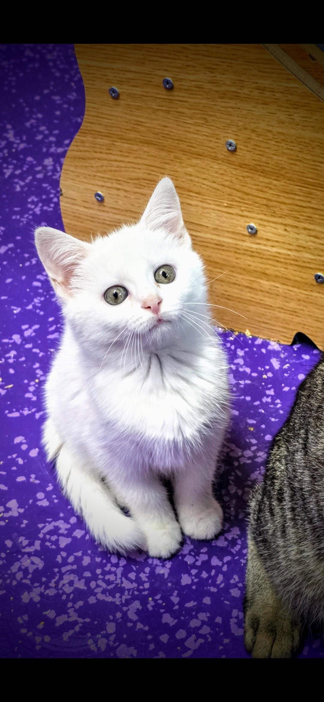 Enlarge Athena, a Adopted Domestic Medium Hair in Greensburg, PA image 4/4