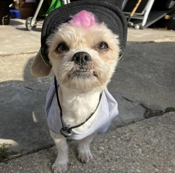 Enlarge Birdie, a ADOPTABLE mixed breed in Milwaukee, WI image 2/6