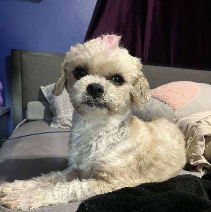 Enlarge Birdie, a ADOPTABLE mixed breed in Milwaukee, WI image 4/6