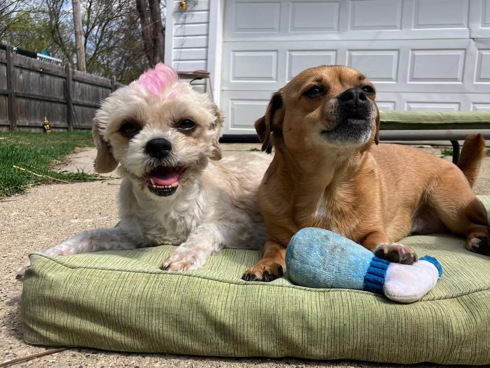 Enlarge Birdie, a ADOPTABLE mixed breed in Milwaukee, WI image 5/6
