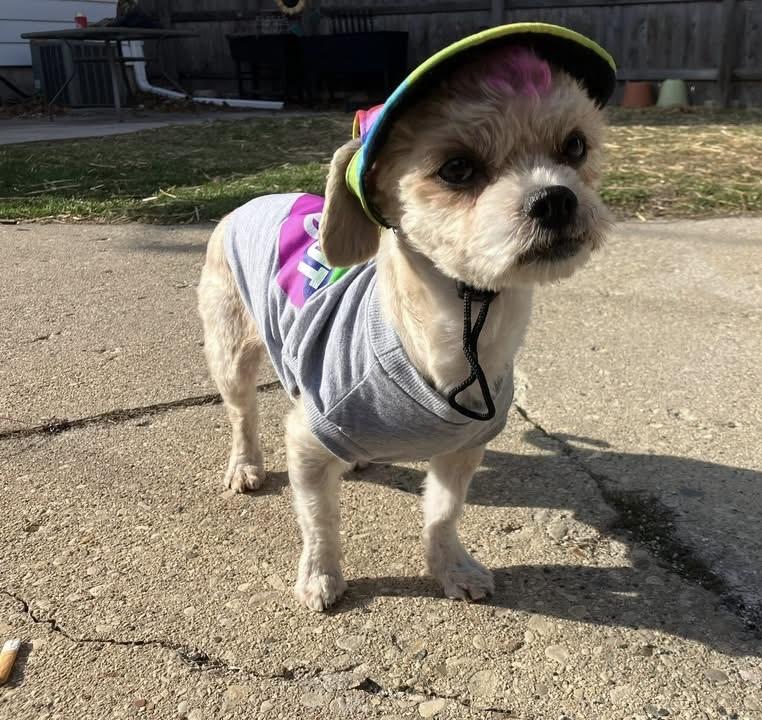 Birdie, ADOPTABLE, Adult Female Poodle (Toy).