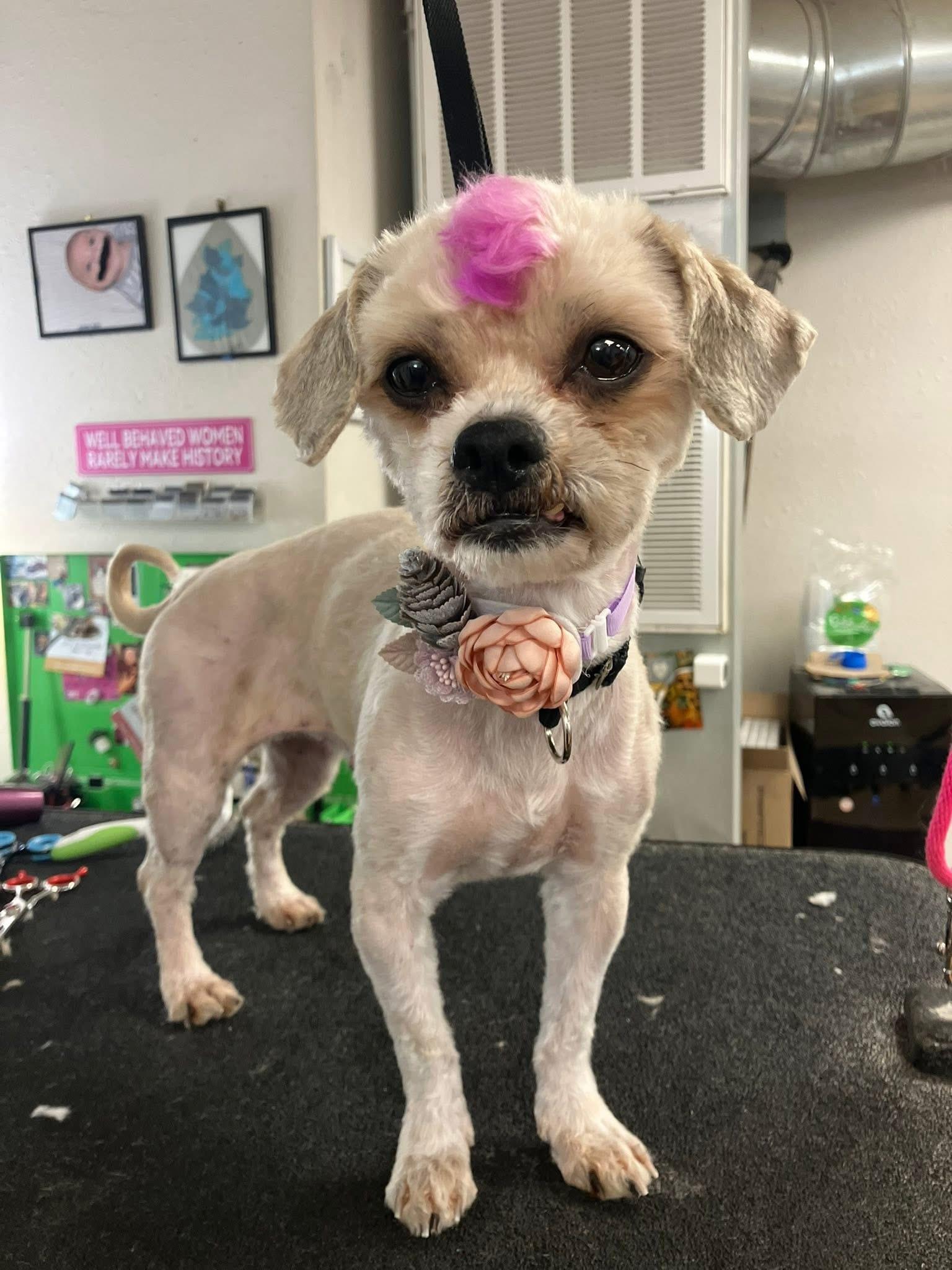 Enlarge Birdie, a ADOPTABLE mixed breed in Milwaukee, WI image 3/6
