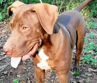 Wish Bone, Adoptable, Young Male Chocolate Labrador Retriever.