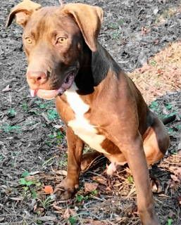 Enlarge Wish Bone, a Adoptable mixed breed in Frankston, TX image 2/12