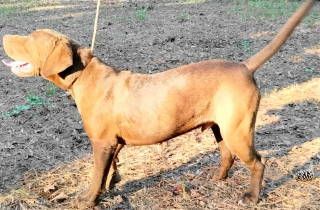 Enlarge Wish Bone, a Adoptable mixed breed in Frankston, TX image 3/12