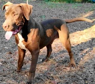 Enlarge Wish Bone, a Adoptable mixed breed in Frankston, TX image 4/12