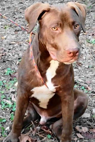 Enlarge Wish Bone, a Adoptable mixed breed in Frankston, TX image 5/12