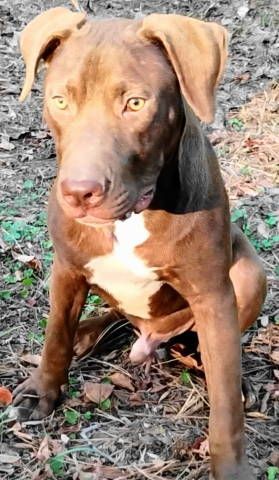 Enlarge Wish Bone, a Adoptable mixed breed in Frankston, TX image 6/12