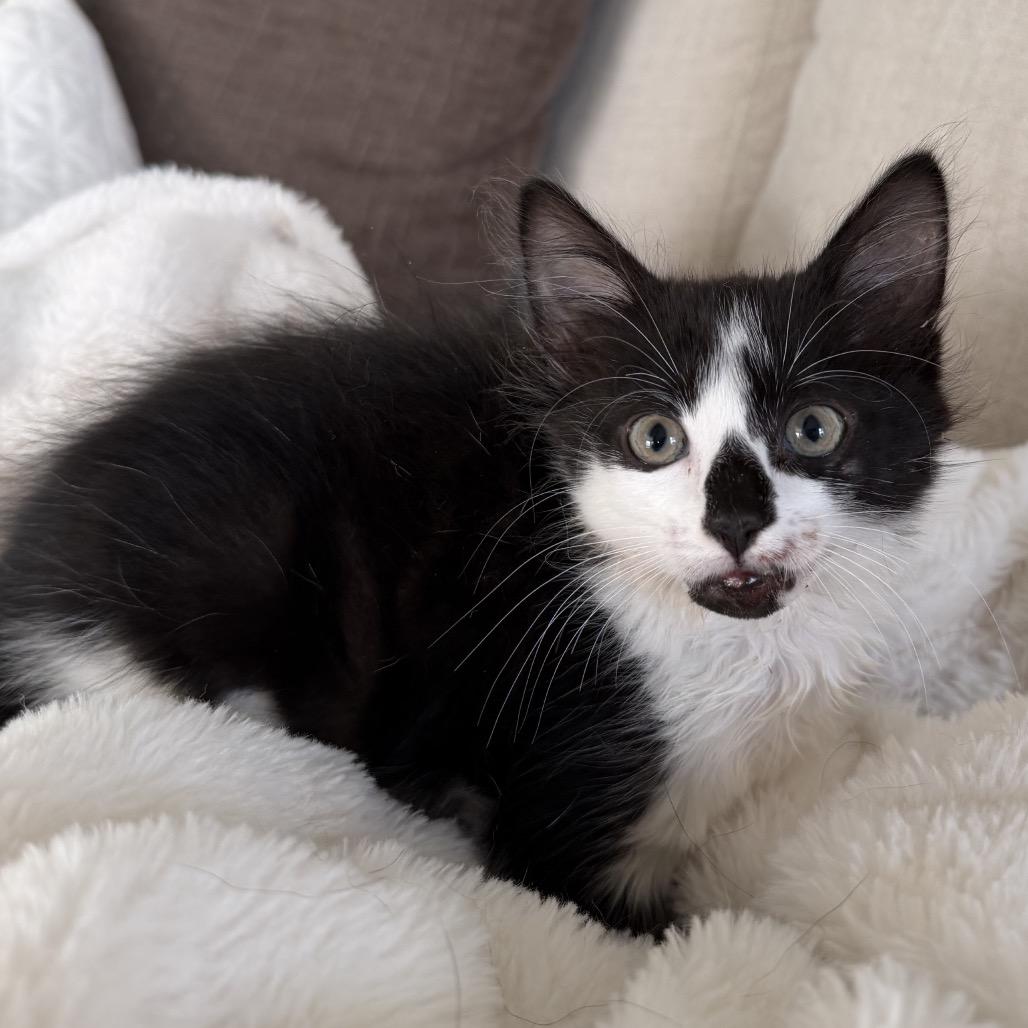 Enlarge Juice, a Adoptable Domestic Long Hair in Suffern, NY image 3/6