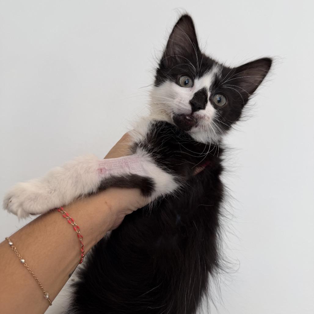 Enlarge Juice, a Adoptable Domestic Long Hair in Suffern, NY image 5/6